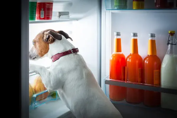 consejos alimenticios