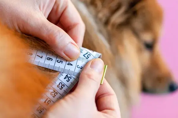 peso de la mascota