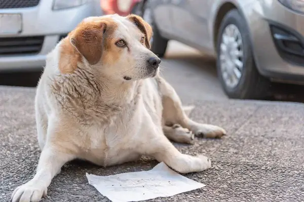 que es el sobrepeso en perros