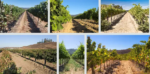 viñas del maipo alto