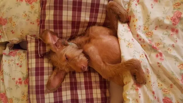 perro durmiendo en cama con cobija