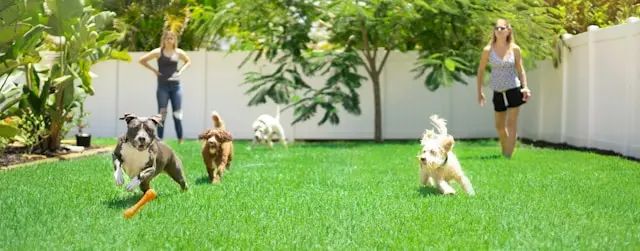 varios perros jugando al aire libre