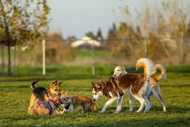 10 mejores hoteles para perros en Santiago 2026